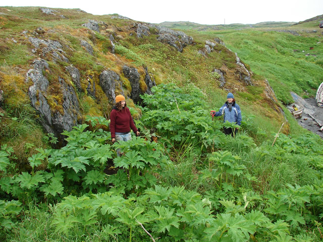 Janine Williams and Mélissa Burns in the vegetation shadow of wild parsnip around a donut-shaped peaty house depression.